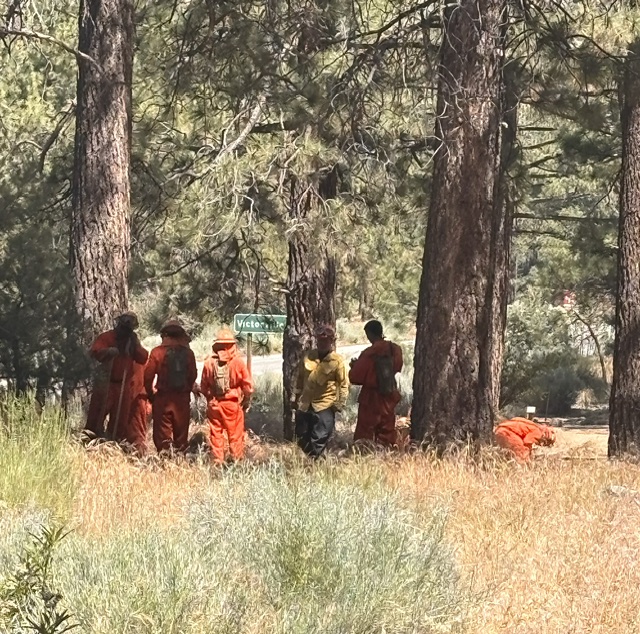 A fire crew in orange gear doing fuel reduction among pine trees